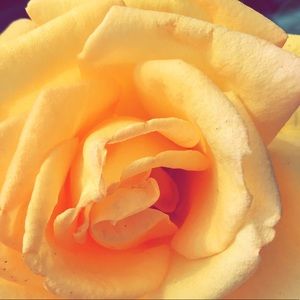 Meet your Posher, Lexy